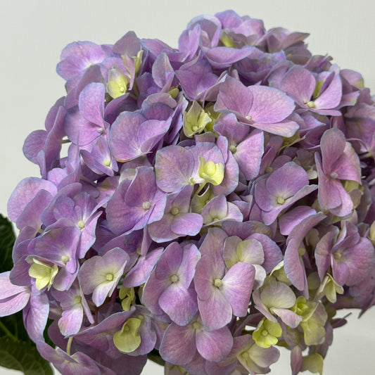 Hydrangea - Purple Pink