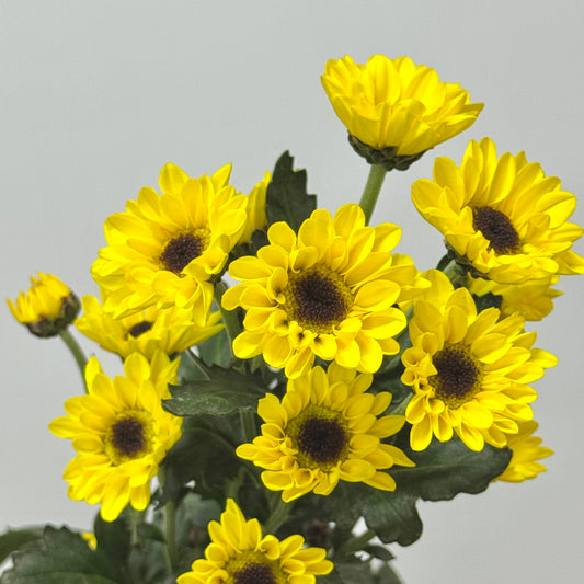 Chrysanthemum Pompom - Santini Yellow