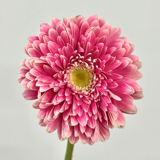 Gerbera - Pink Double Petal Outline White