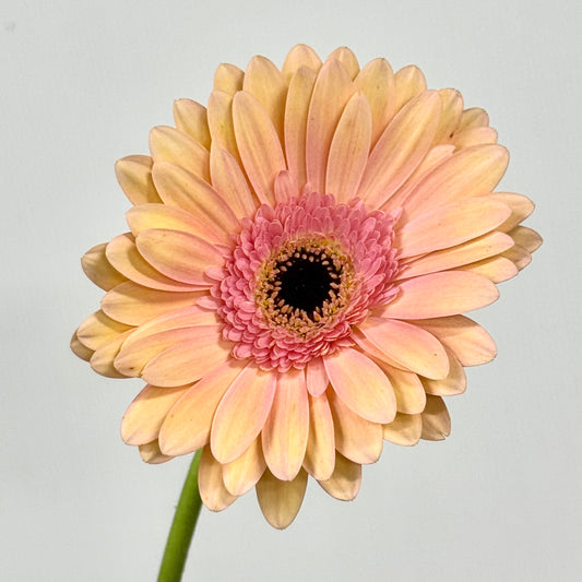 Gerbera - Champagne