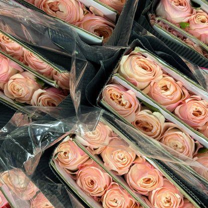 Rose - Katherine 凯瑟琳