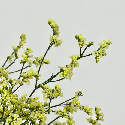 Caspia - Yellow