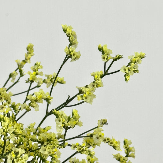 Caspia - Yellow