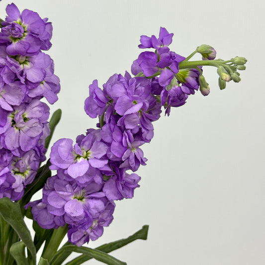 Matthiola - Dark Purple