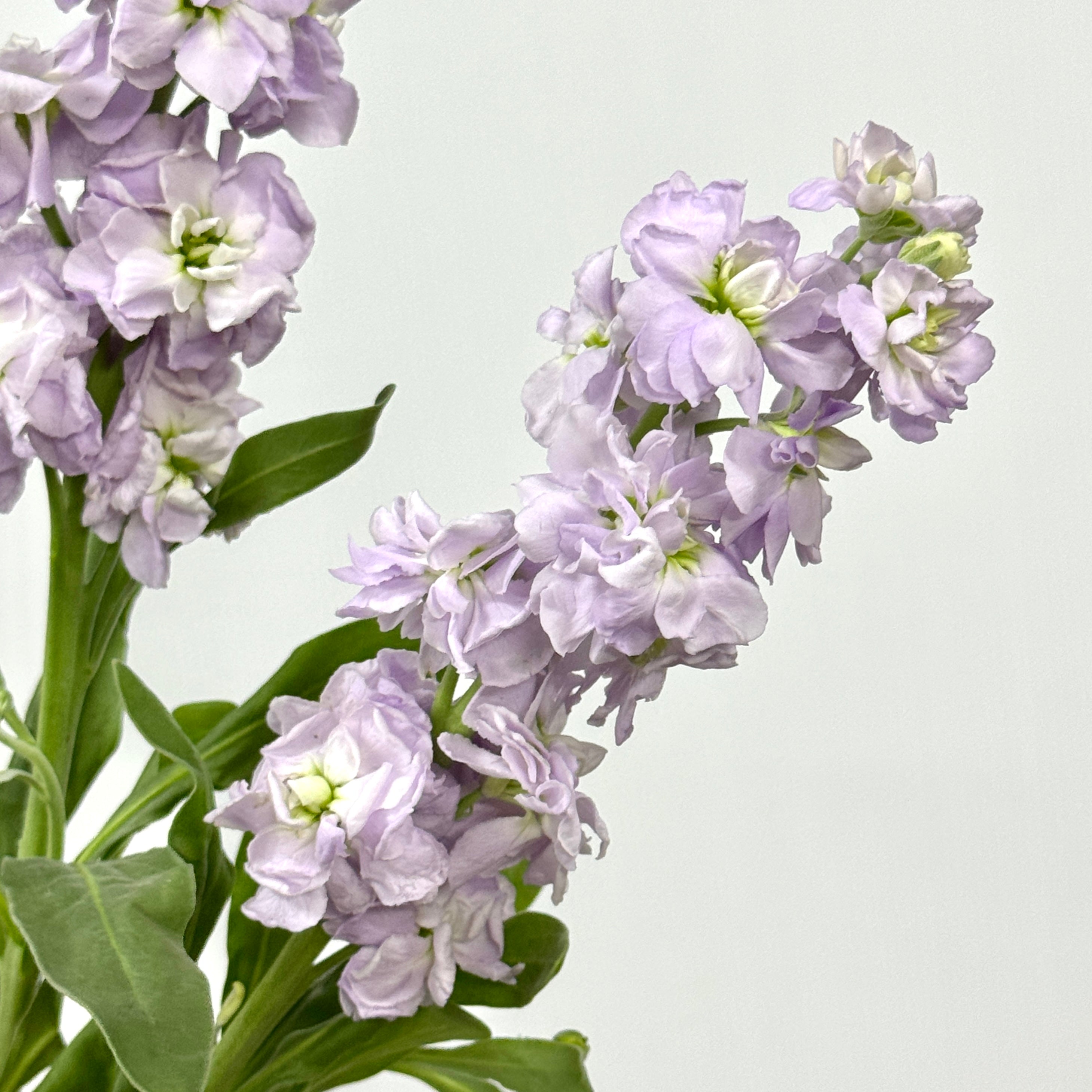 Matthiola - Light Purple – Berriful Garden