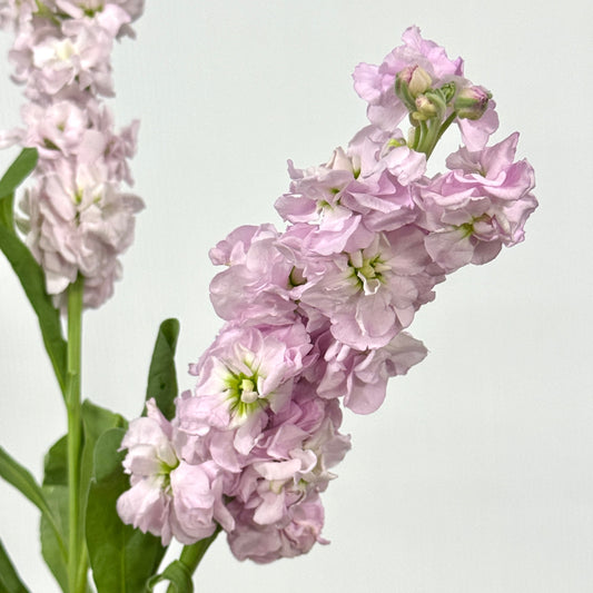 Matthiola - Pink
