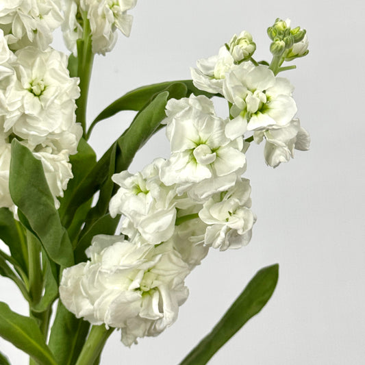 Matthiola - White