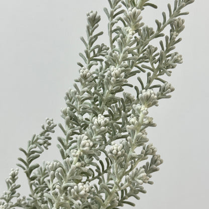 Kochia Scoparia 地肤