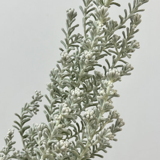 Kochia Scoparia 地肤