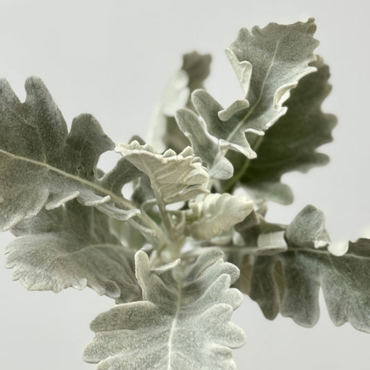 Dusty Miller - Silver Leaf 银叶菊