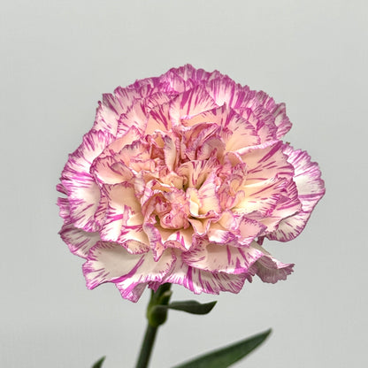 Carnation - Happy Hour 欢乐时光