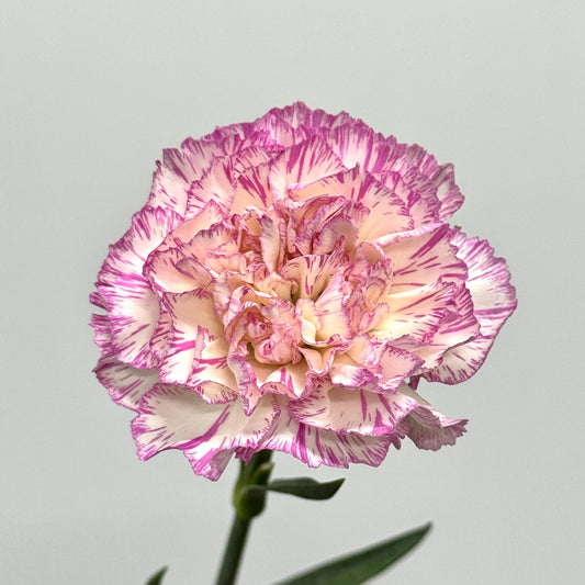 Carnation - Happy Hour 欢乐时光