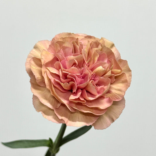 Carnation - Love of Cuba 古巴爱情