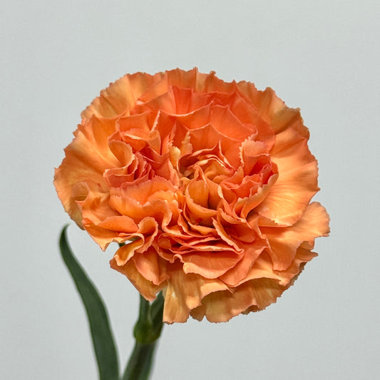 Carnation - Orange Memories 橙光橙亿