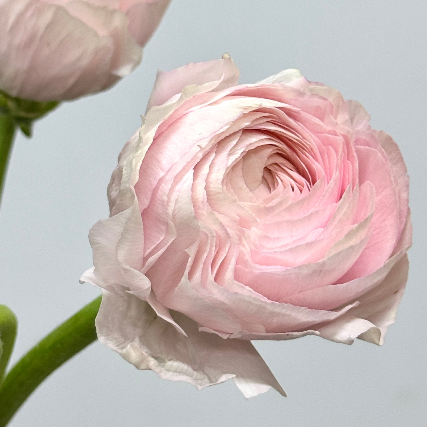 Ranunculus Premium