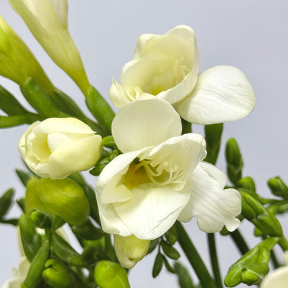 Freesia - White