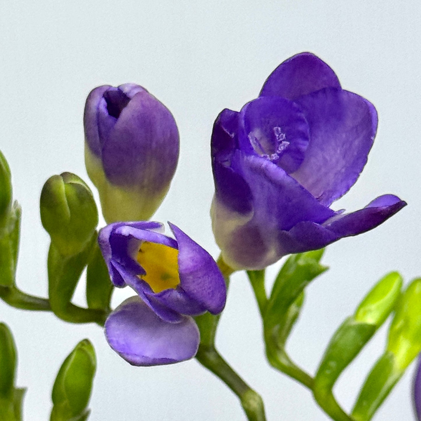 Freesia - Purple