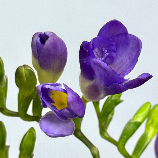 Freesia - Purple