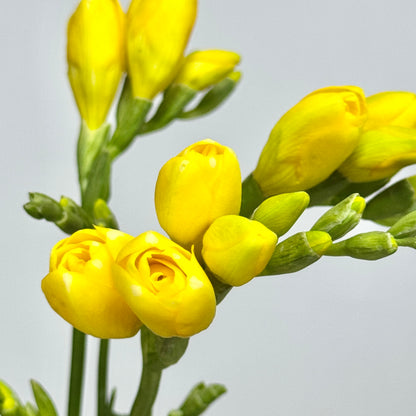 Freesia - Yellow