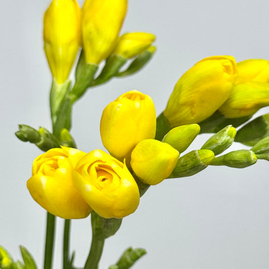 Freesia - Yellow