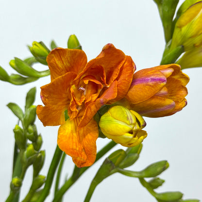 Freesia - Orange