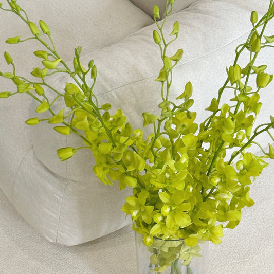 Dendrobium Orchid 50-54cm - Green