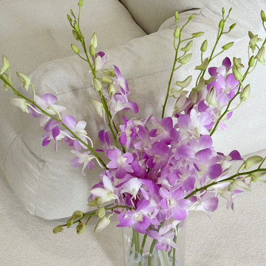 Dendrobium Orchid 50-54cm - Pink Belove