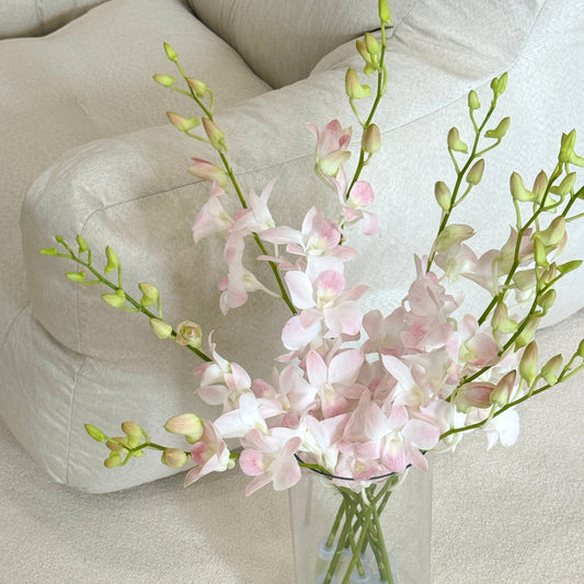 Dendrobium Orchid 50-54cm - Peach