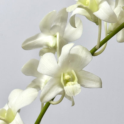 Dendrobium Orchid 50-54cm - White