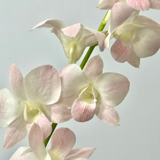Dendrobium Orchid 50-54cm - Peach