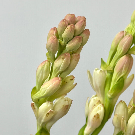 Tuberose - Pink