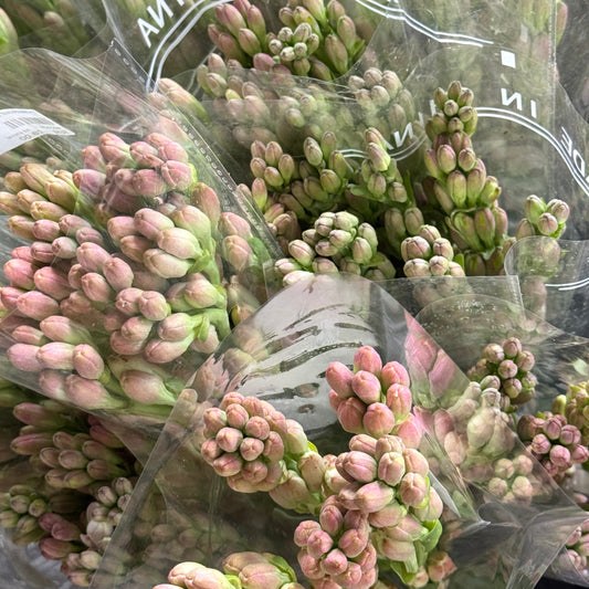 Tuberose - Pink