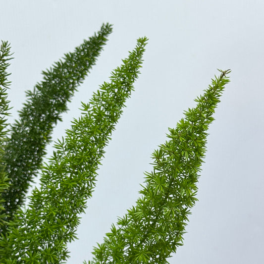 Asparagus Densiflorus 狐尾天门冬