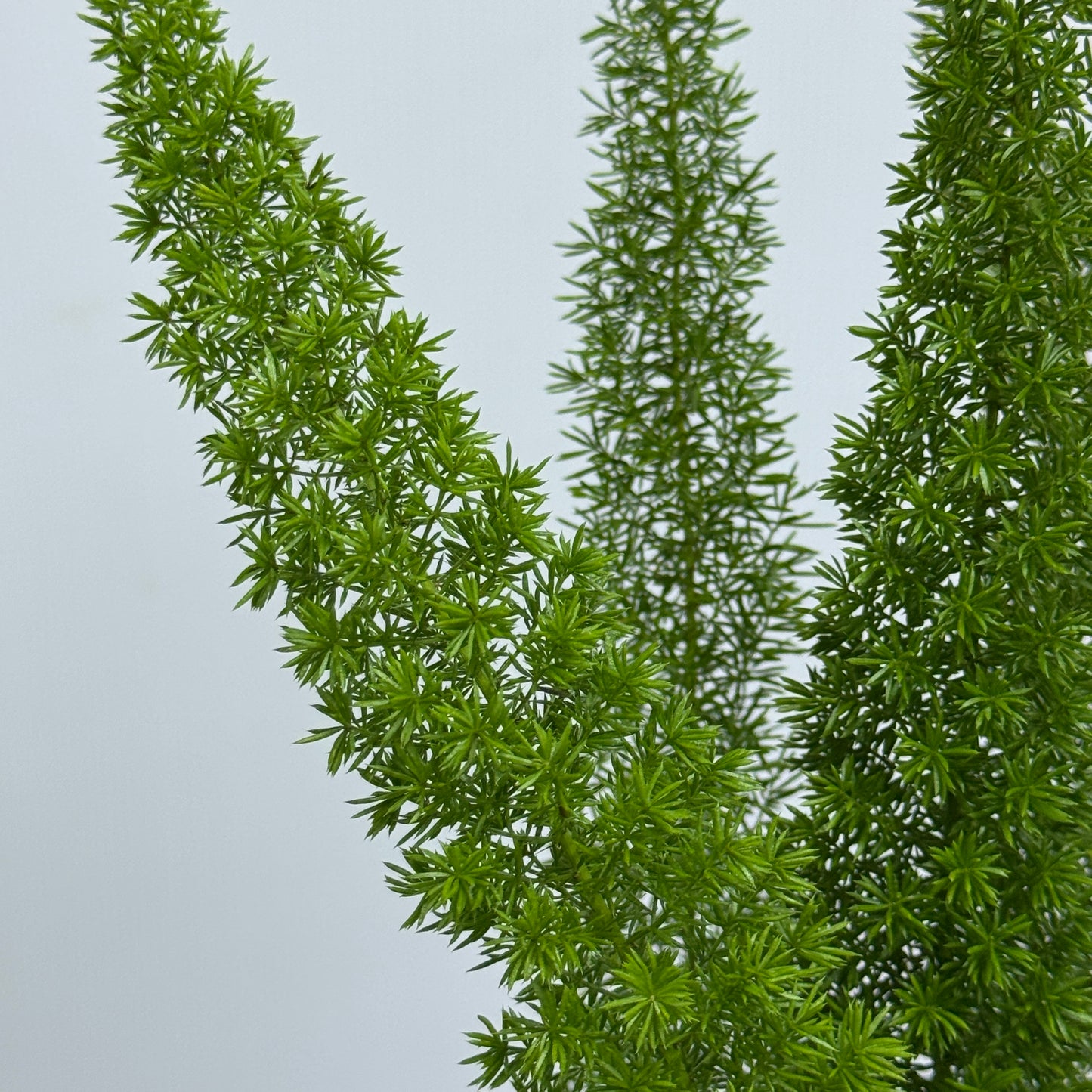 Asparagus Densiflorus 狐尾天门冬