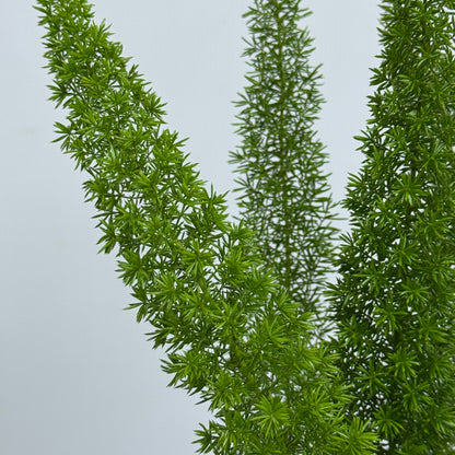 Asparagus Densiflorus 狐尾天门冬