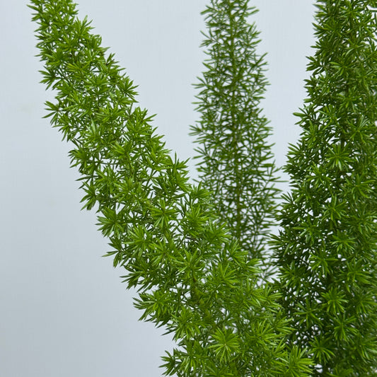 Asparagus Densiflorus 狐尾天门冬