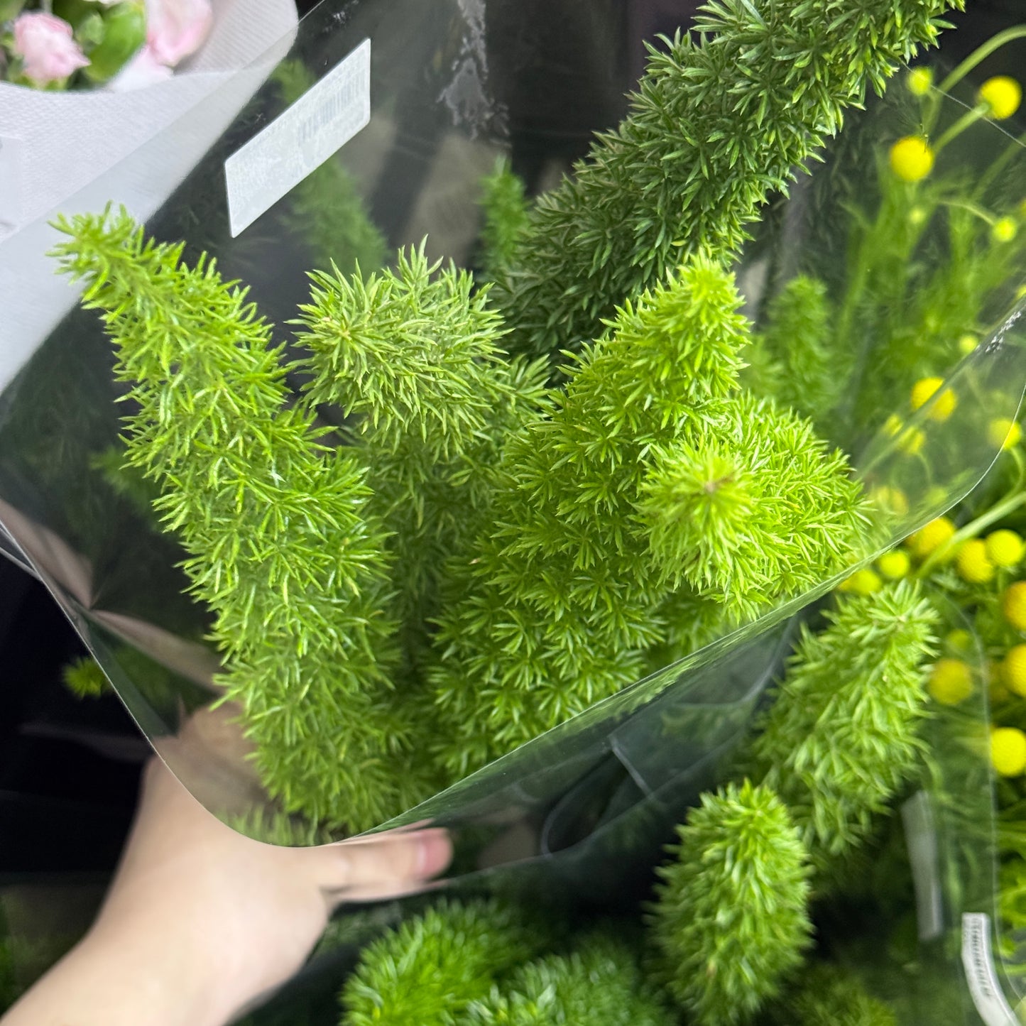 Asparagus Densiflorus 狐尾天门冬