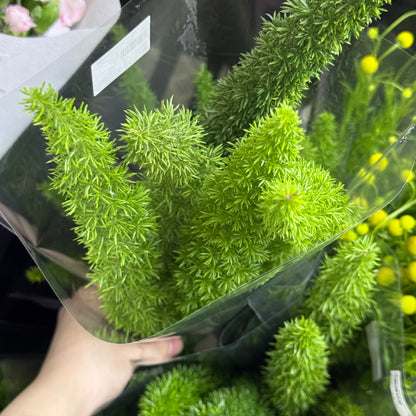 Asparagus Densiflorus 狐尾天门冬
