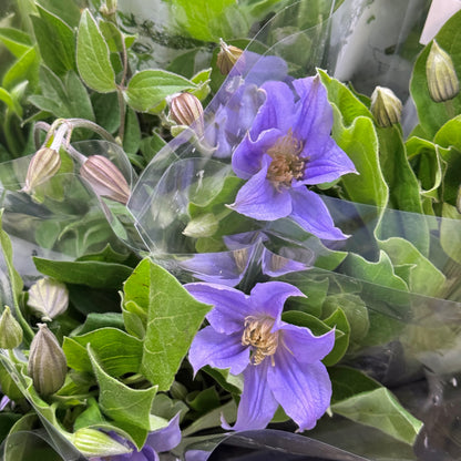 Clematis
