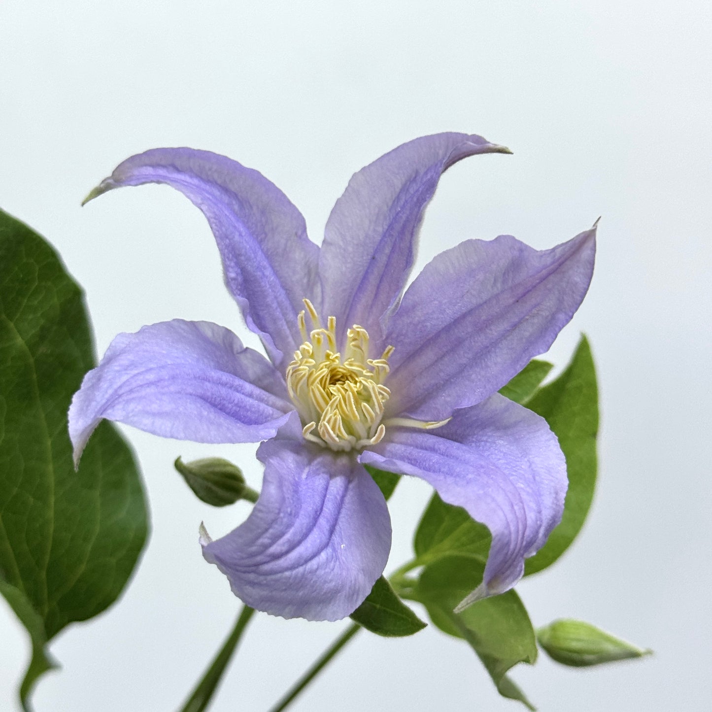 Clematis