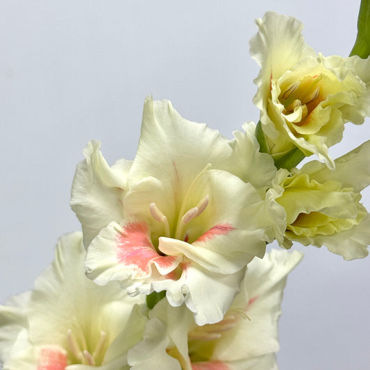 Gladiolus - Cream Mix