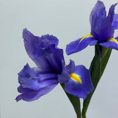 Iris Flower - Purple