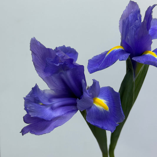 Iris Flower - Purple
