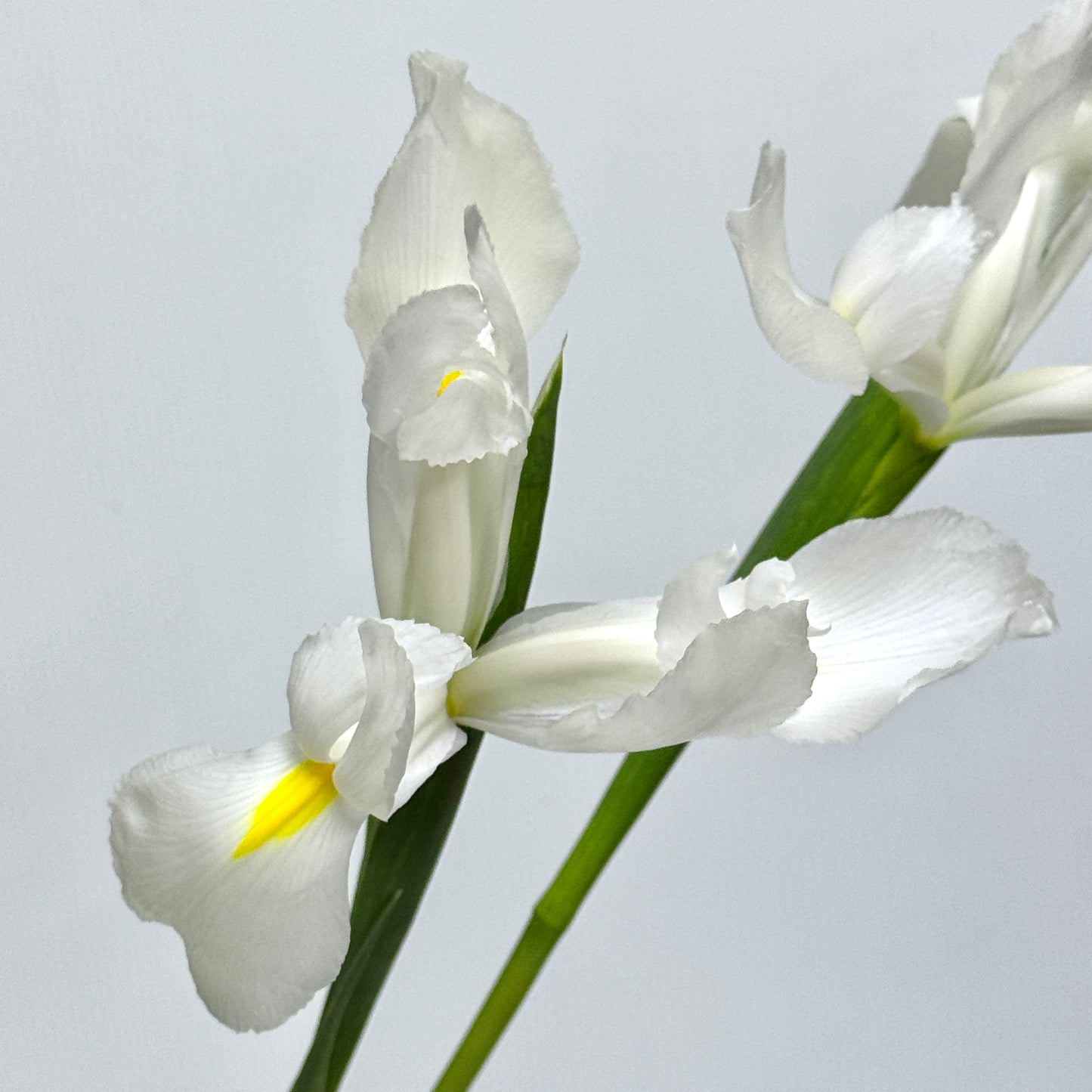 Iris Flower - White