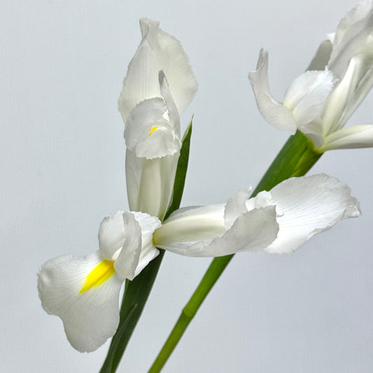 Iris Flower - White