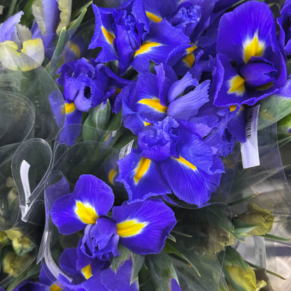 Iris Flower - Purple