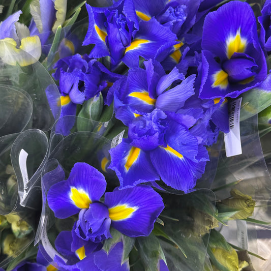 Iris Flower - Purple