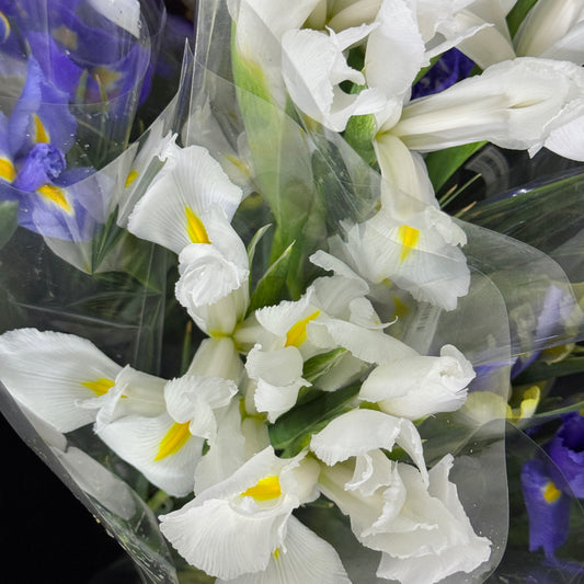 Iris Flower - White