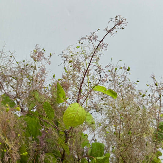 Cotinus 雾中情人