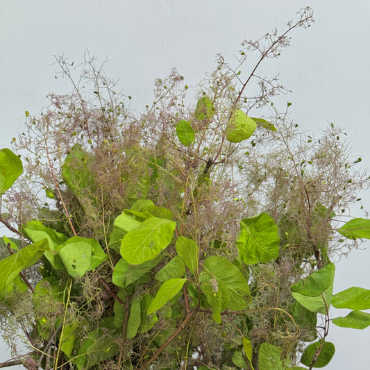 Cotinus 雾中情人
